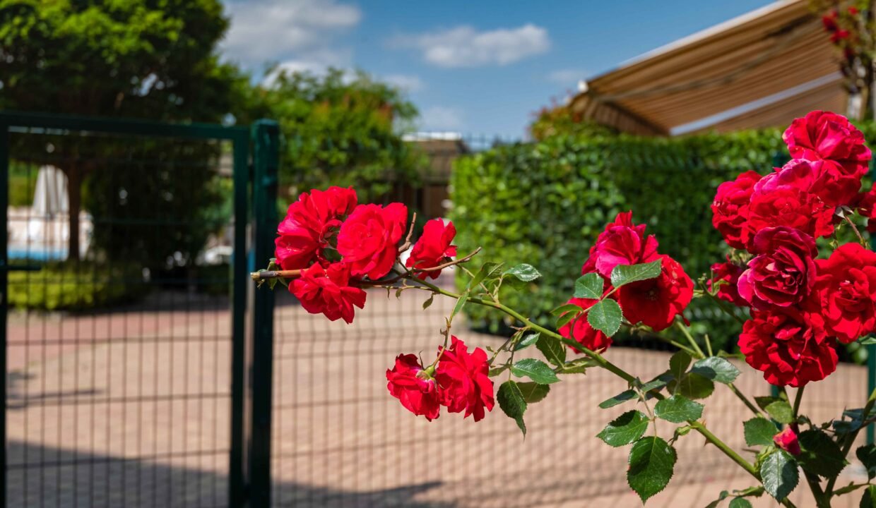 DSC_5642-1