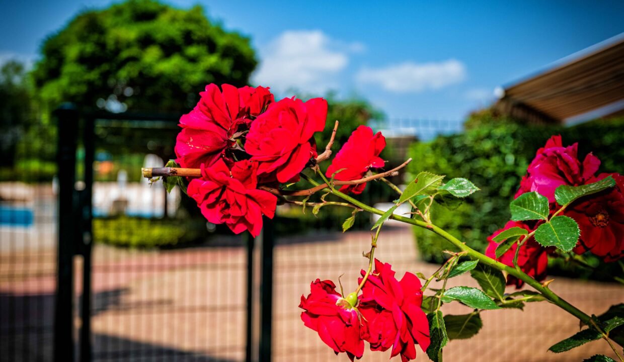 DSC_5643-1