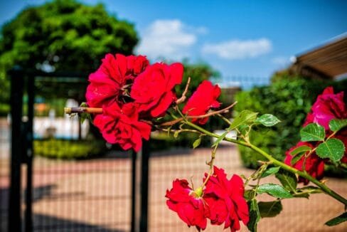DSC_5643-1